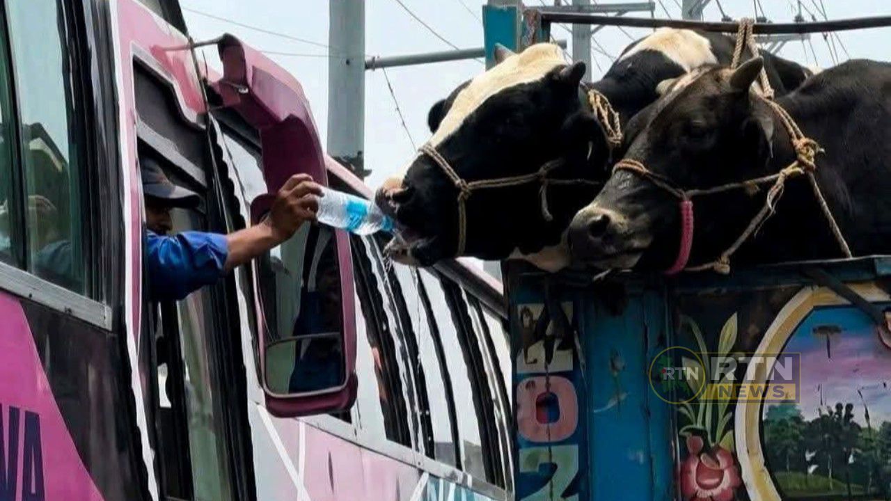 ঈদের যানজটে গরুকে পানি খাইয়ে মানবতার দৃষ্টান্ত বাসচালকের