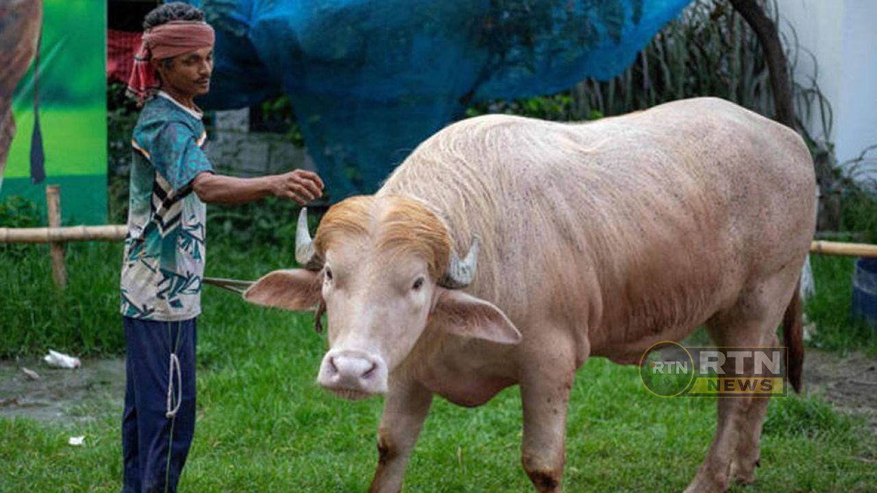 কুরবানি হচ্ছে না ভাইরাল মহিষ ‘ডোনাল্ড ট্রাম্প’, খামারেই রাখা হচ্ছে