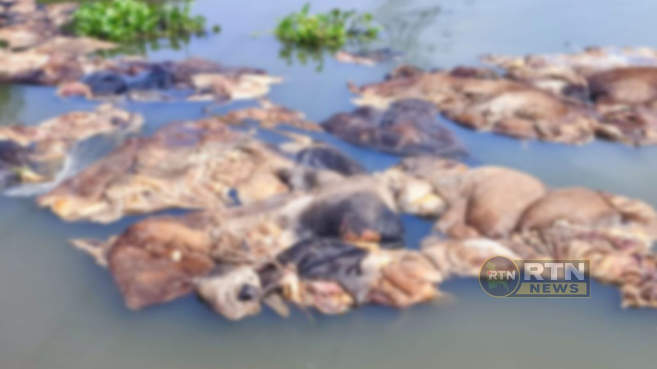 ক্রেতা না পেয়ে ১০৫টি কোরবানির চামড়া তিতাস নদীতে ফেললেন ক্ষুদ্র ব্যবসায়ী