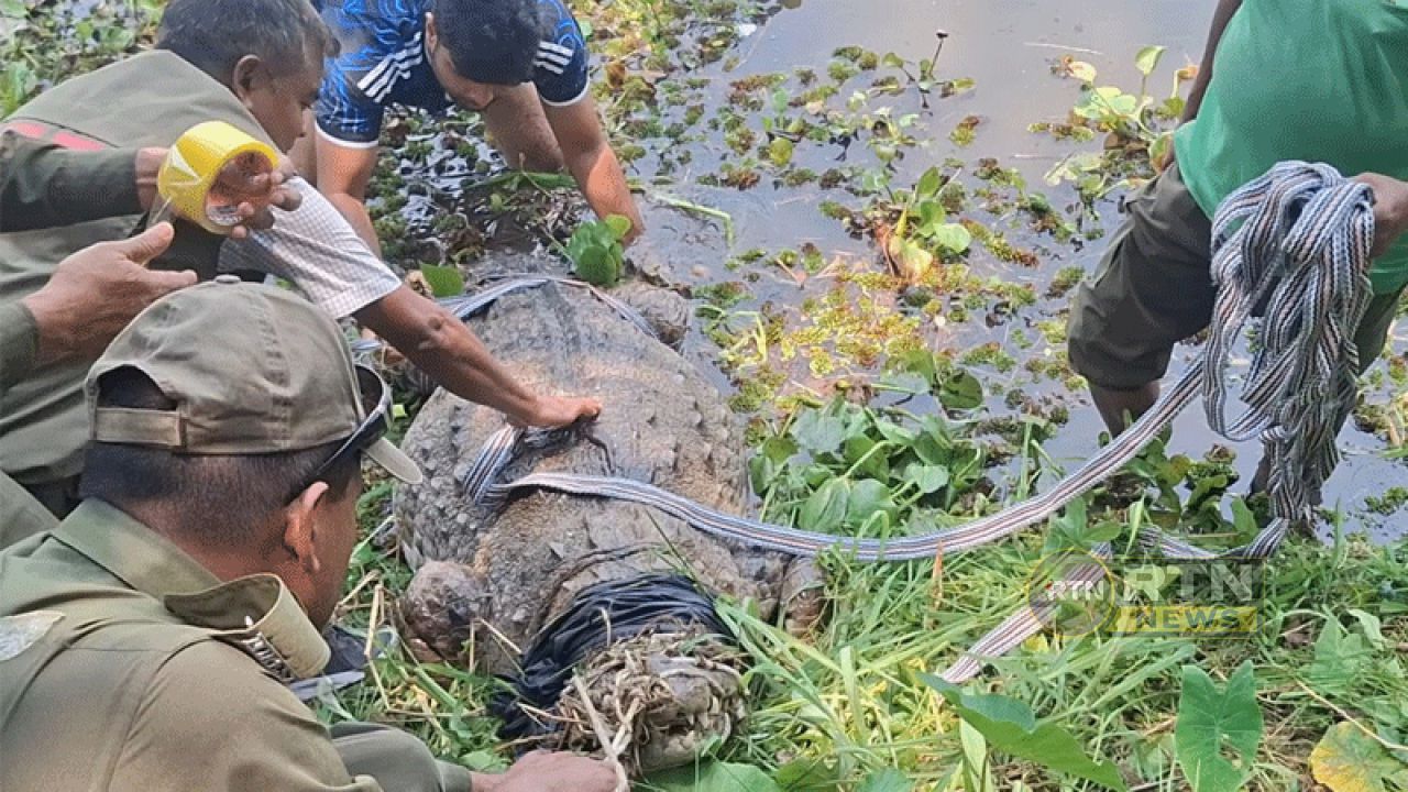 শিশুমৃত্যুর পর মাজার দিঘির কুমির স্থানান্তর