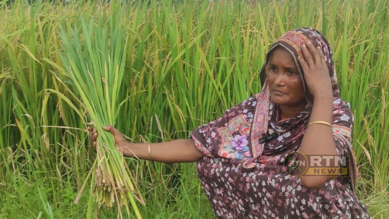 বাম্পার ফলনের স্বপ্ন ভেঙে চুরমার, ৭০ একর জমিতে শিষহীন ধান