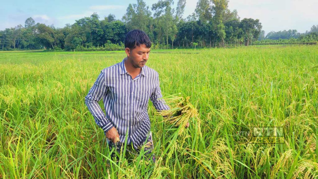 পাকা আউশে বাবুই-চড়ুই পাখির হানা, ফসল বাঁচাতে দিনরাত পাহারায় কৃষক